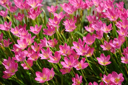 Lycoris radiata section pink group of young
