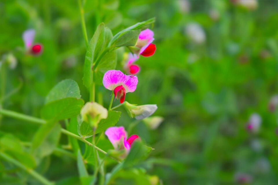 Botany crop summer