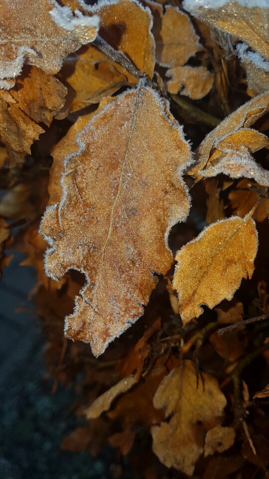 Frozen autumn
