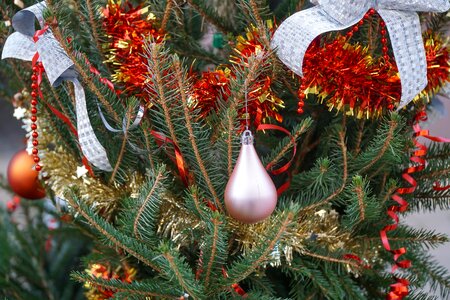 Advent christmas greeting fir tree photo