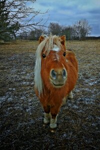 Pony brown animal photo