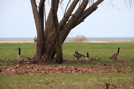 Bay city landscape
