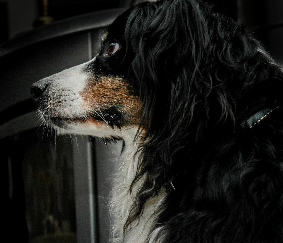 Dog profile black and white