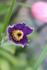 Nature violet yellow
