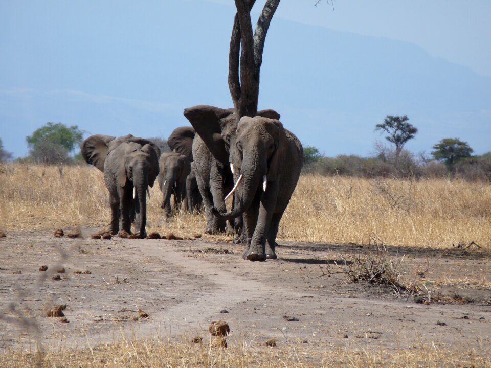 Elephant safari tanzania