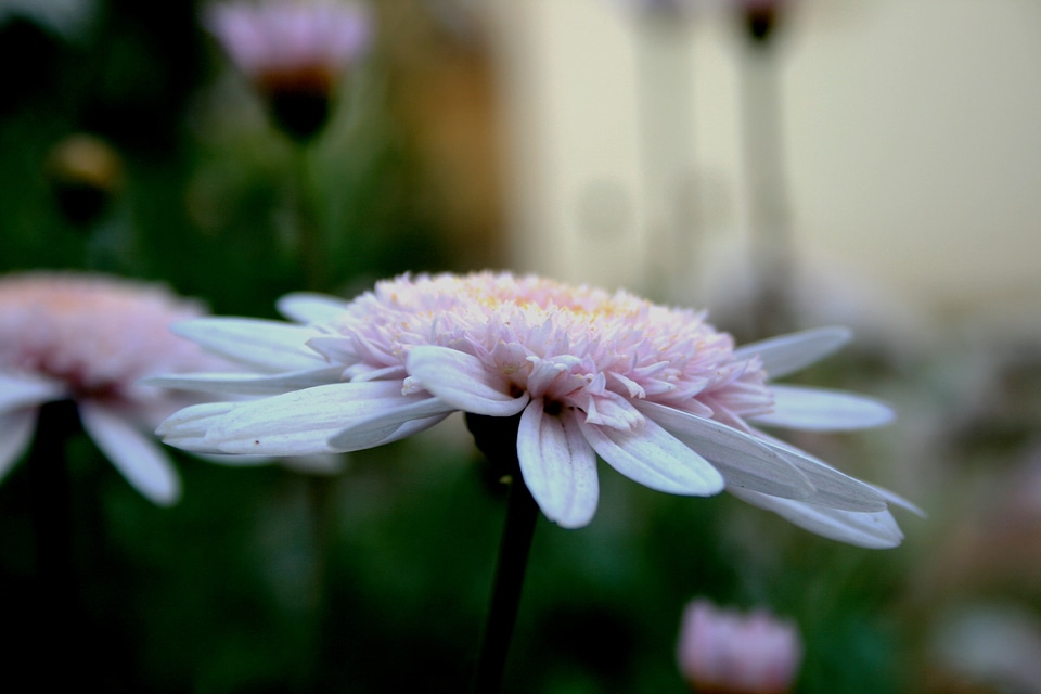 Pink upright open