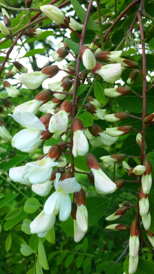 Spring nature flowering