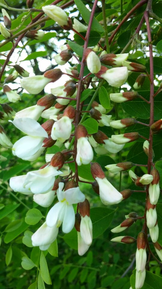 Spring nature flowering photo