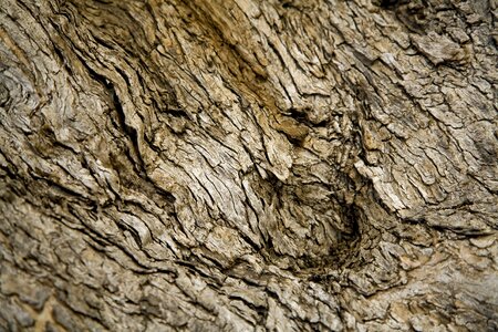 Tree nature brown