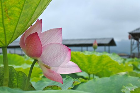 Lotus lotus leaf red flowers photo