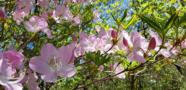 Spring production azalea flowers