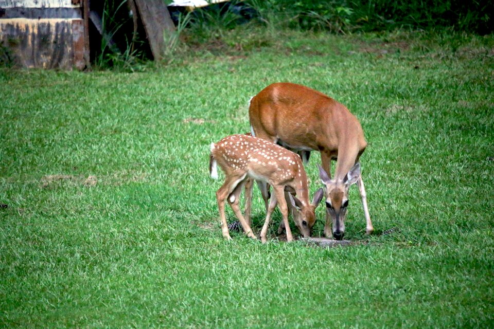 Grass nature animal