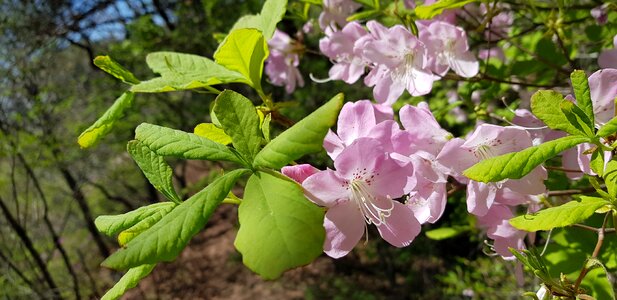 Spring production azalea flowers