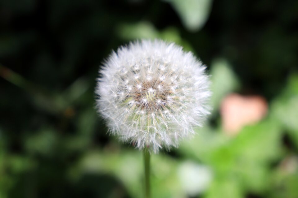 Pointed flower flying seeds wild flower