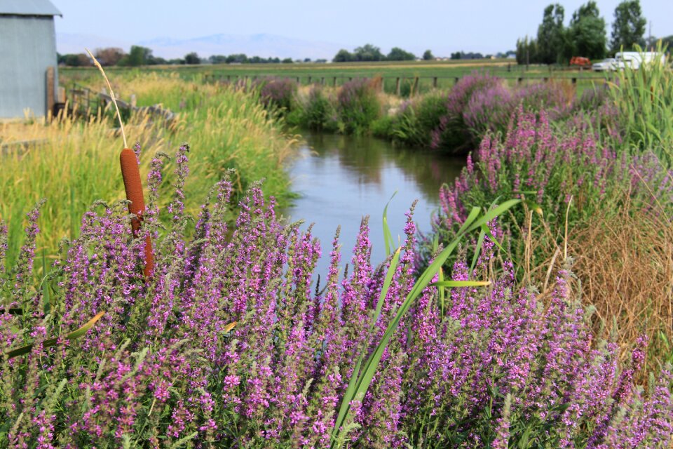 Tall grass purple cat tails