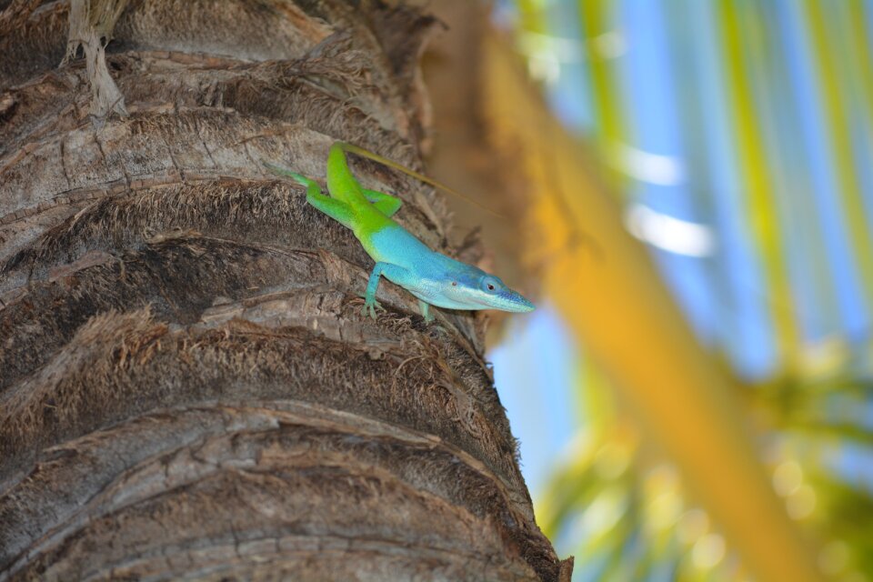 Reptile exotic nature