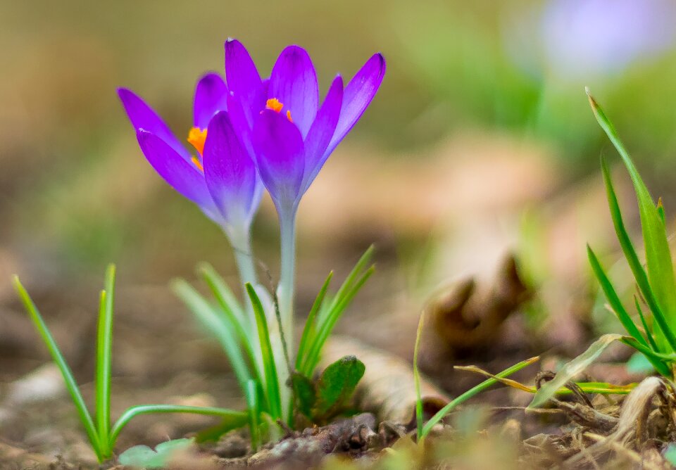 Plant breeding plant spring