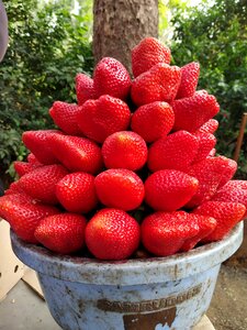 Mahabaleshwar india
