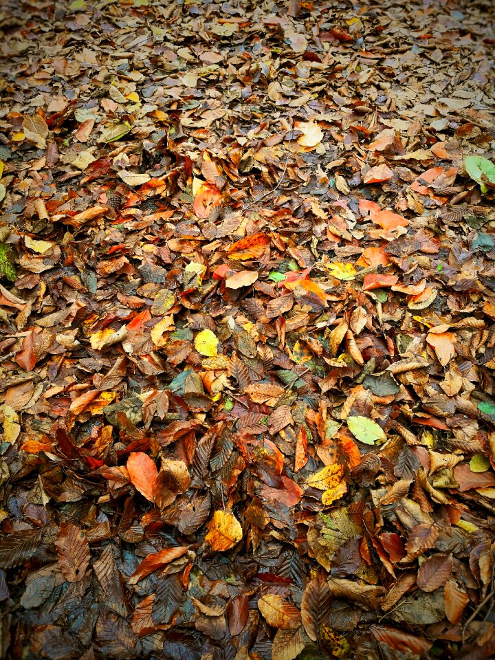 The leaves are nature forest
