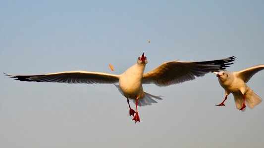 Animal nature photography