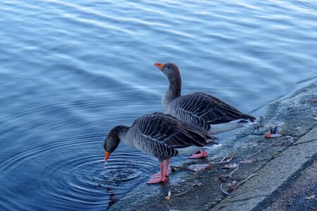 Water calm geese