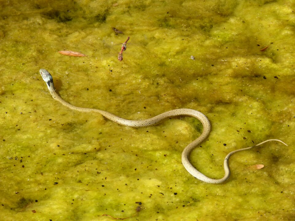 River natrix natrix montsant