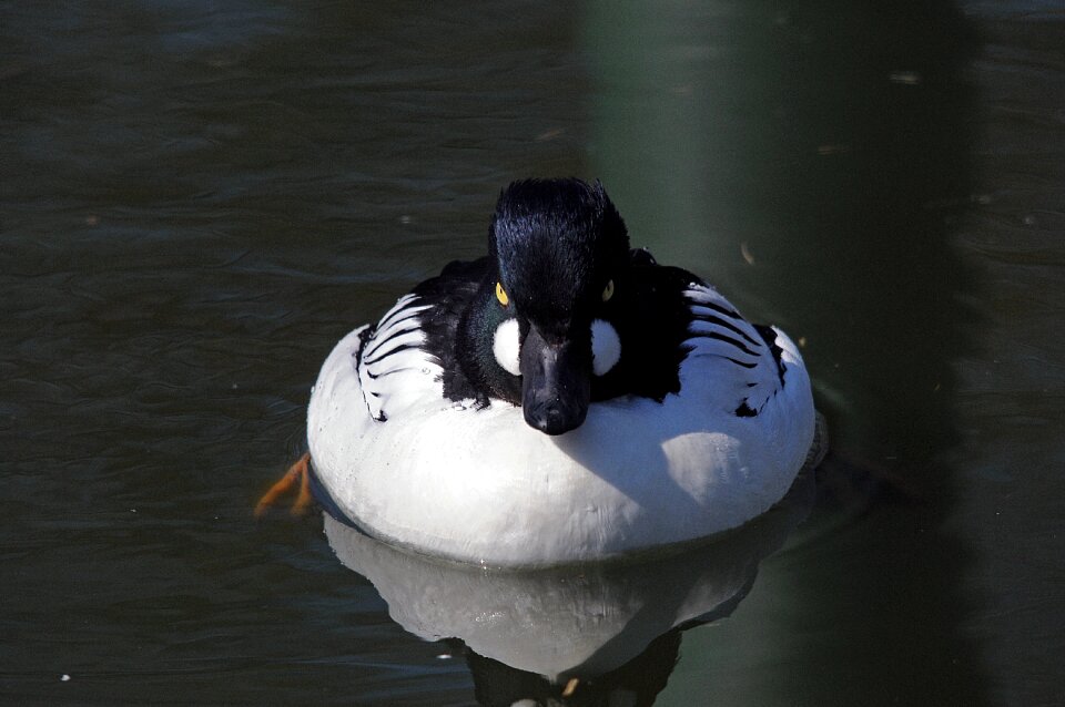 Duck water bird poultry