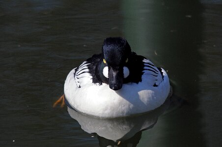 Duck water bird poultry photo