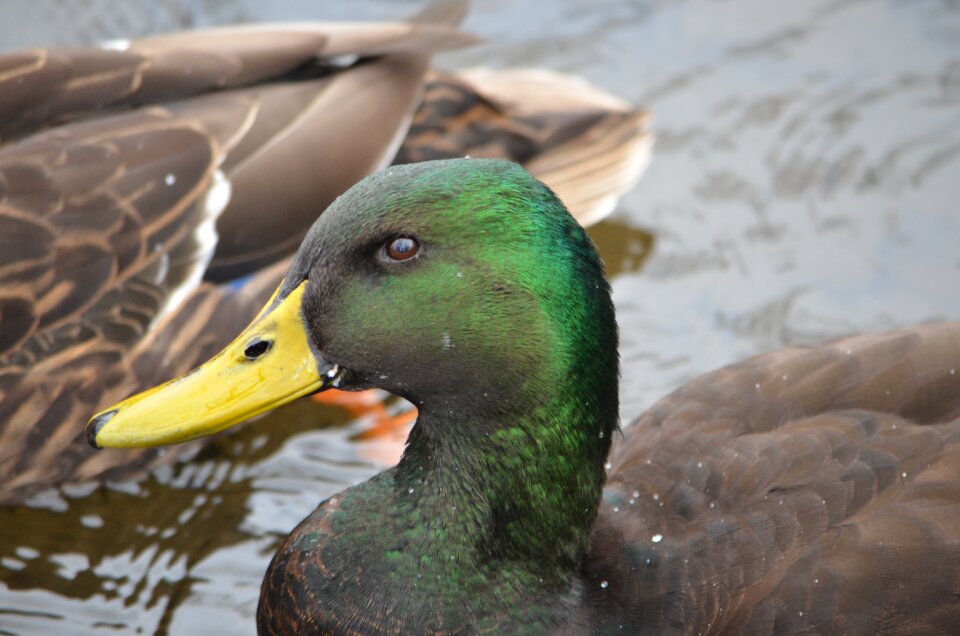 Bird nature animal