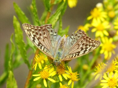 Libar detail argynnis paphia photo