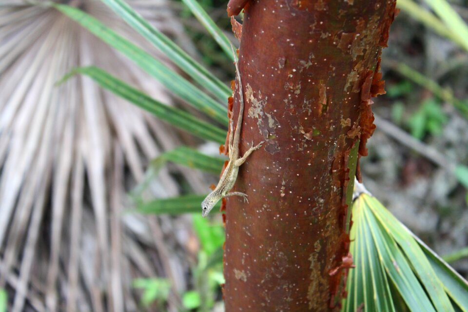 Nature wildlife tropical