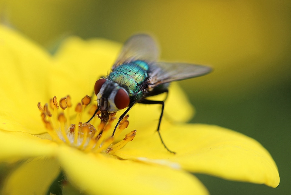 Diptera animal animals