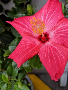 Flower tropical flower