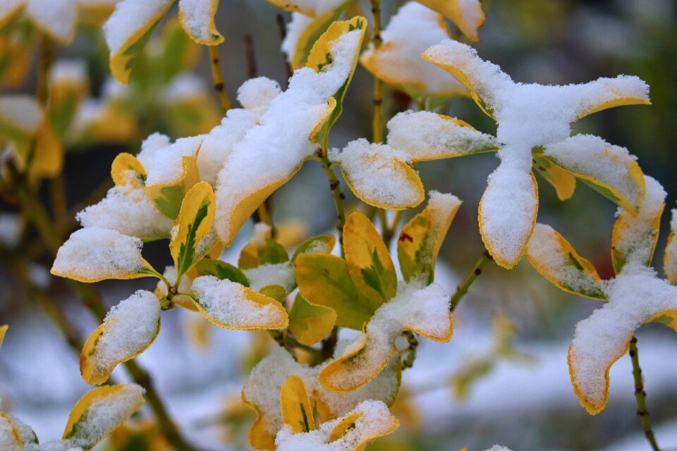 Nature leaves winter
