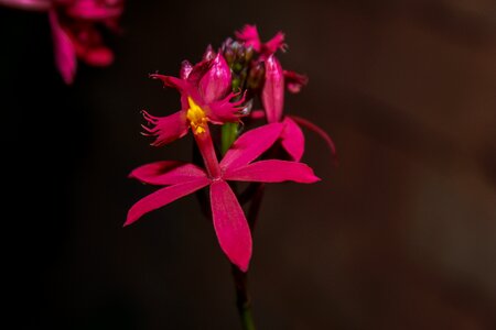 Garden orchid red photo