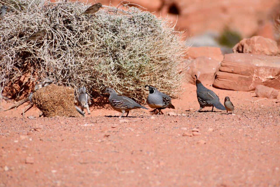 Birds valley of fire