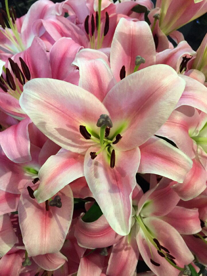 Plant blossom bloom