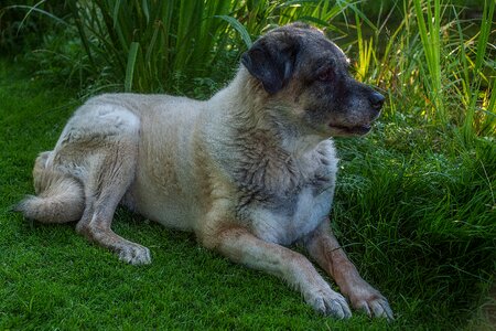 Animal guard dog watch