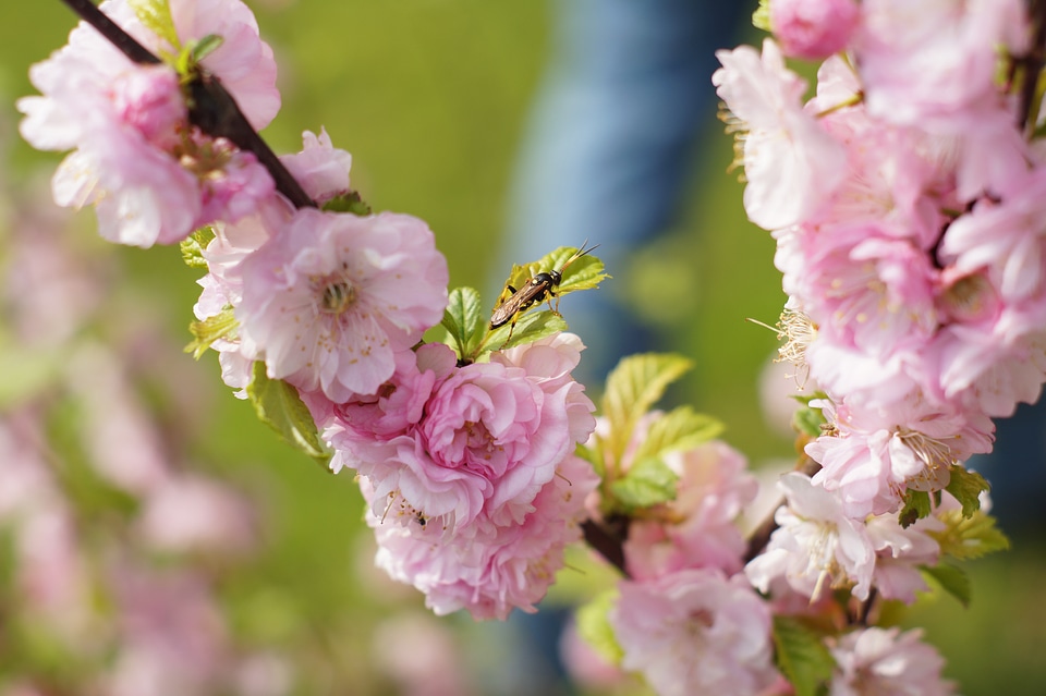 Insect flower plant
