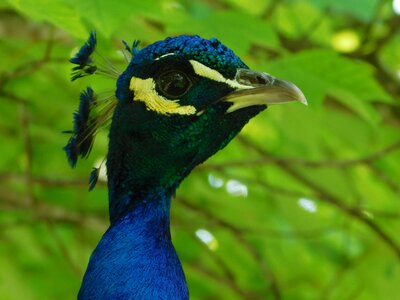 Exotic bird of paradise birds of paradise photo