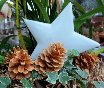 Pine cones christmas christmas decorations