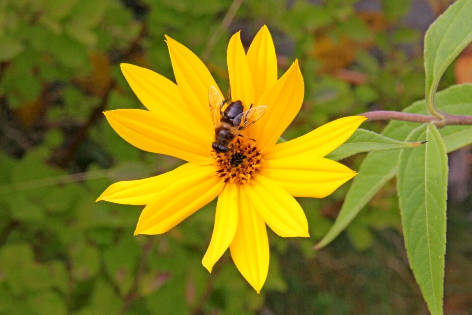 Insect yellow flora photo