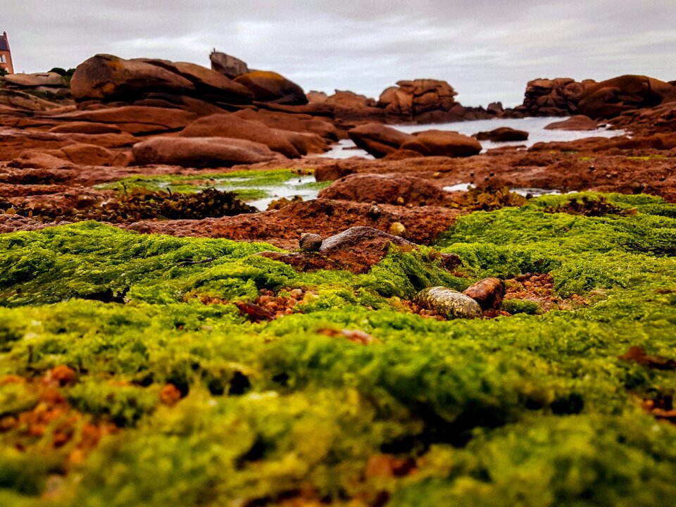 Atlantic rock nature