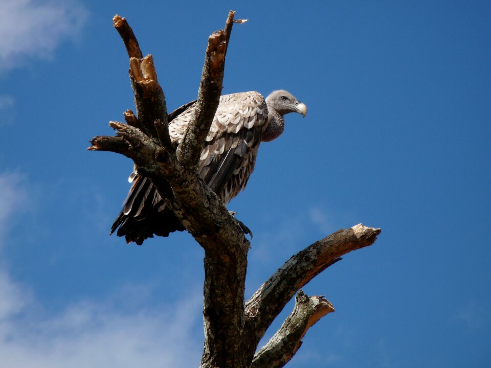 Vulture africa animal world