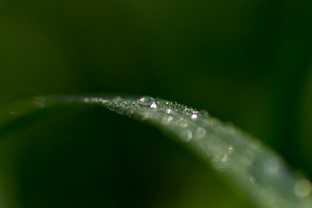 Water drops dew