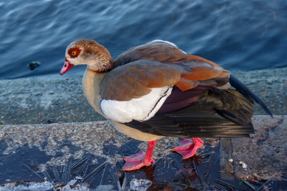 Ice winter waterfowl