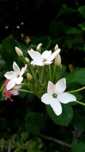 Ornamental home and garden flowers thailand