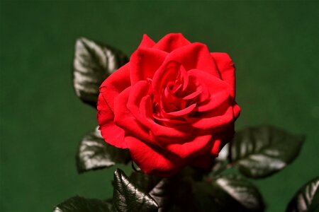 Plant bloom