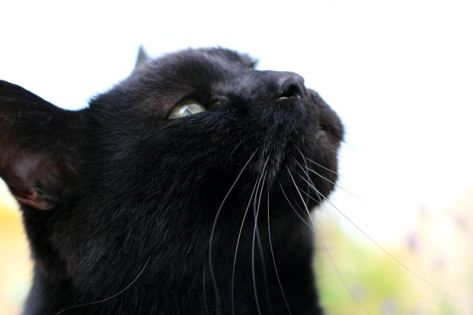 Cats black cats portrait