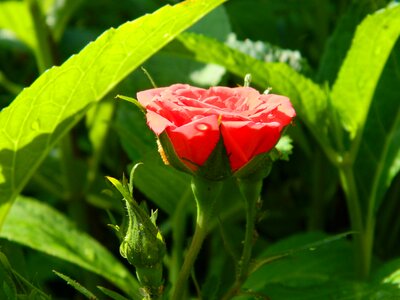 Spring red water